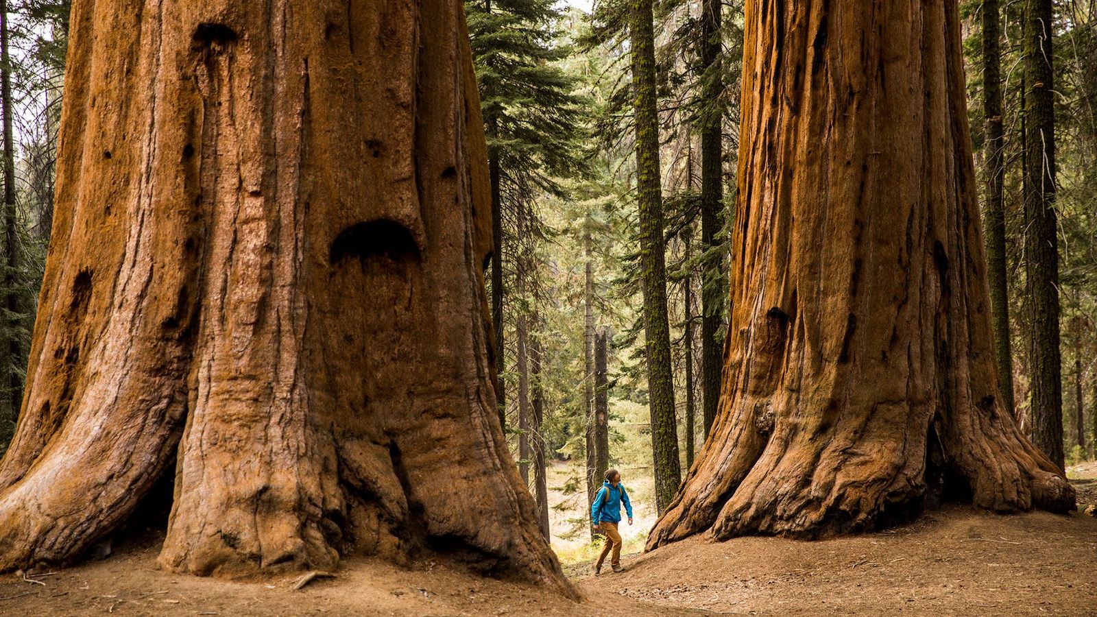 A man hikes beneath giant Sequoia trees (Credit: Jordan Siemens/Getty)