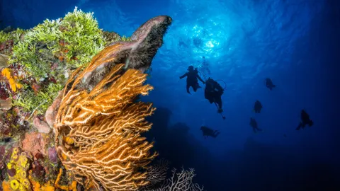 A one-of-a-kind way to save a reef