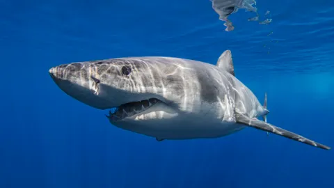 The benefits of shark sightings