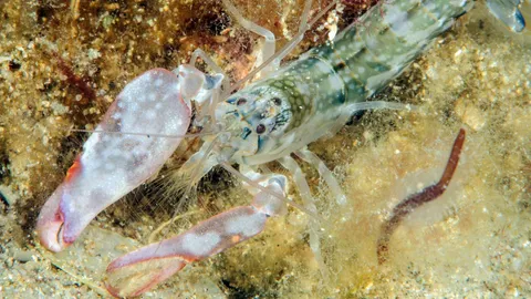 The sound of a pistol shrimp
