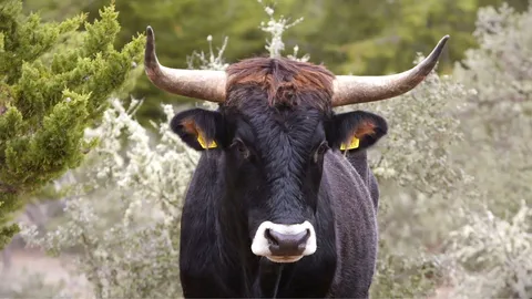 A prehistoric cow brought back to life