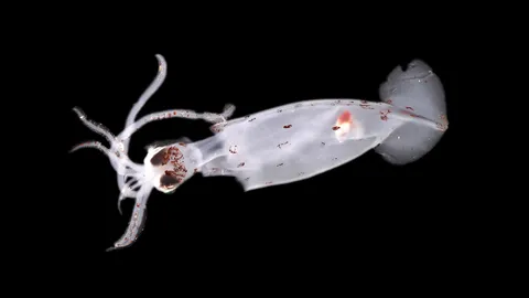 At least 100 new marine species found