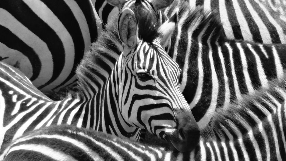 Scientists have a number of theories for why zebra have evolved their distinctive black and white stripes (Credit: Getty Images)