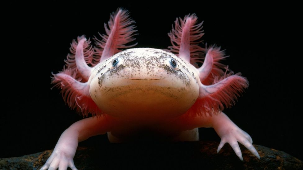 For some, axolotls are considered adorable, with the appearance of a perpetual smile (Credit: Minden Pictures/Alamy)
