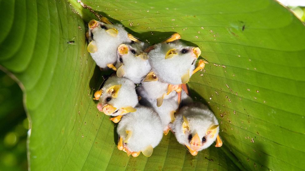 Tent-making bats defy negative stereotypes by living in harmony with each other (Credit: Minden Pictures/Alamy)