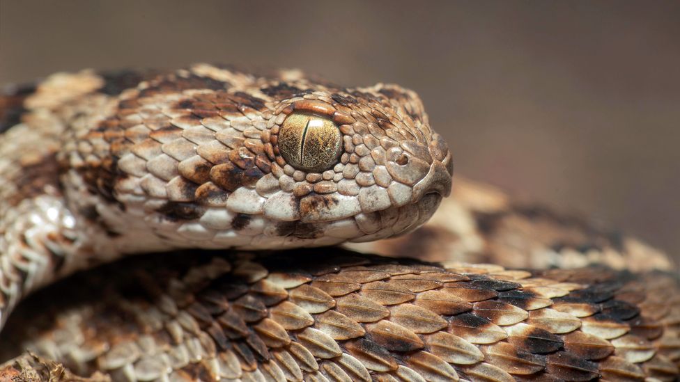 The venom from a saw-scaled viper is highly toxic, but the toxins it contains can vary depending on where the animal is found (Credit: Sushil Chikane/Alamy)