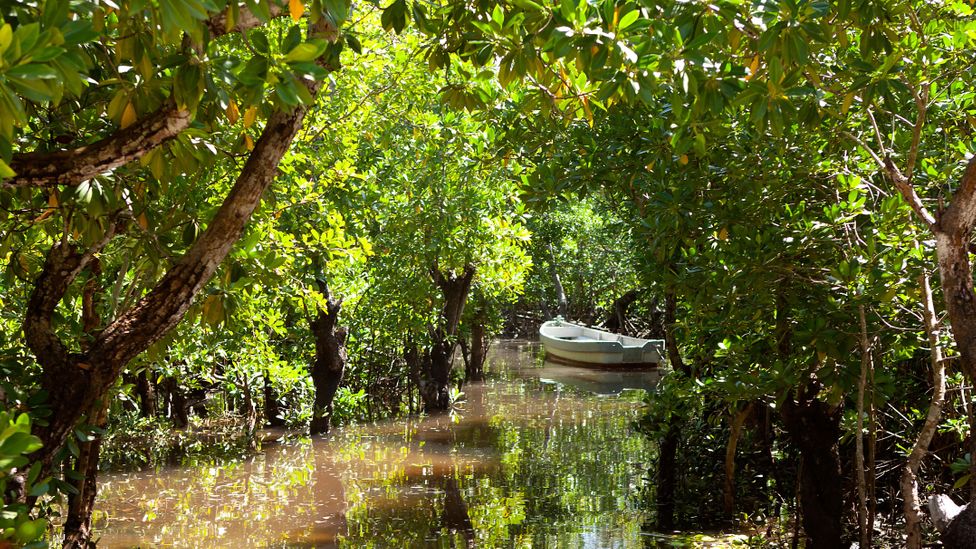 Mangroves are incredibly efficient at taking carbon from the atmosphere and storing it in the rich soil around their roots (Credit: Alamy)