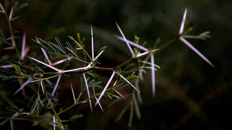 A close up of a thorny Vachellia nilotica plant (Credit: Alamy)