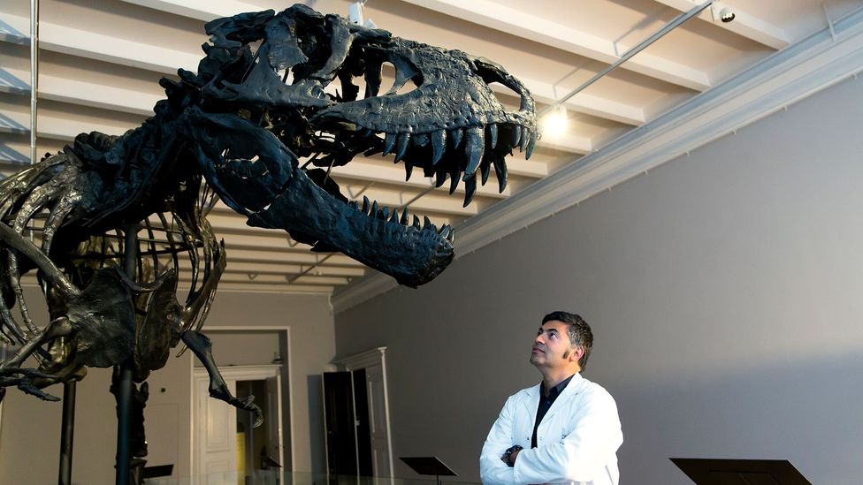 Man looking up at skeleton of dinosaur (Credit: Ole Jensen/Getty Images)