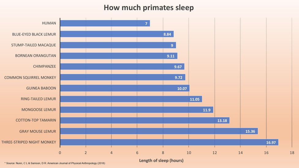 Graph comparing primate sleep (Credit: BBC/Knowable Magazine)