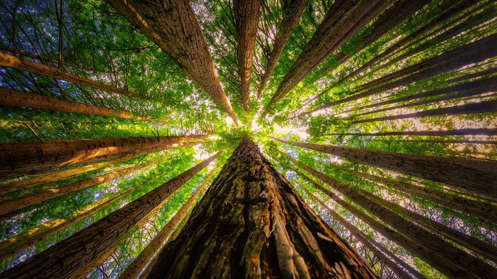 Redwoods are one of North America's most iconic trees, but are also found elsewhere as in this forest planted in Victoria, Australia (Credit: James Yu/Getty)