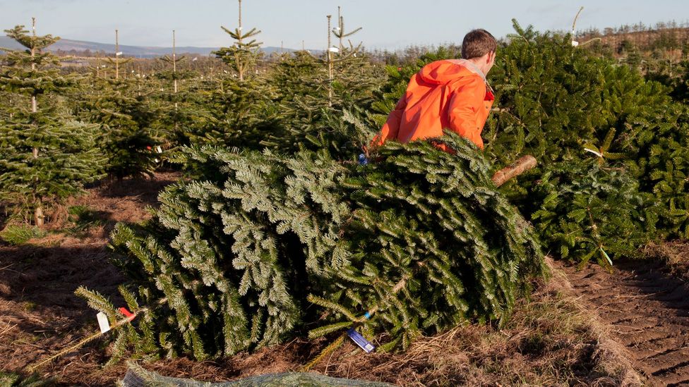 Christmas trees don't use huge amounts of land, but can still open up useful discussions about how we choose to use our land (Credit: In Pictures/Getty Images)