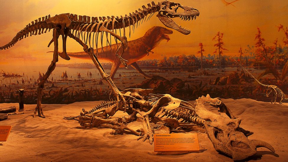 A Centrosaurus skeleton on display at the Tyrell Museum, Canada (Credit: Alamy)