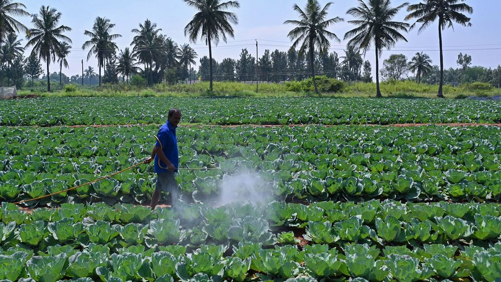Pesticides contain toxic chemicals that can have wide-ranging effects on human's sensory organs and nervous system (Credit: Manjunath Kiran / Getty Images)