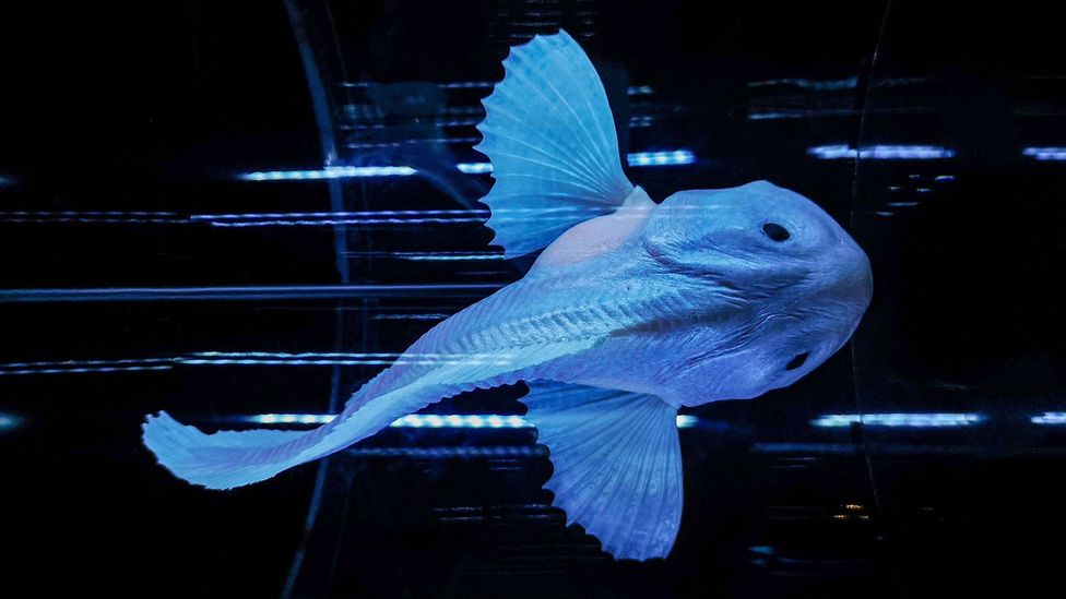 A small model of a fish that dwells in the Mariana Trench, the deepest place in the ocean (Credit: Alamy)