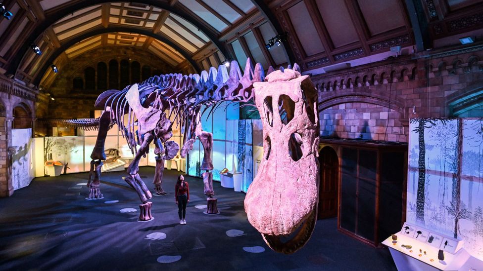 P. mayorum on display at the Natural History Museum in London (Credit: Getty Images)