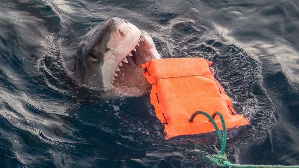 Great whites have eyes with more cone cells in their  eyes than many shark species, which lets them discern colour better (Credit: Getty Images)