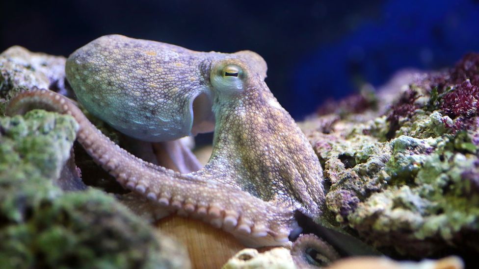 Common octopus on reef (Credit: Getty Images)