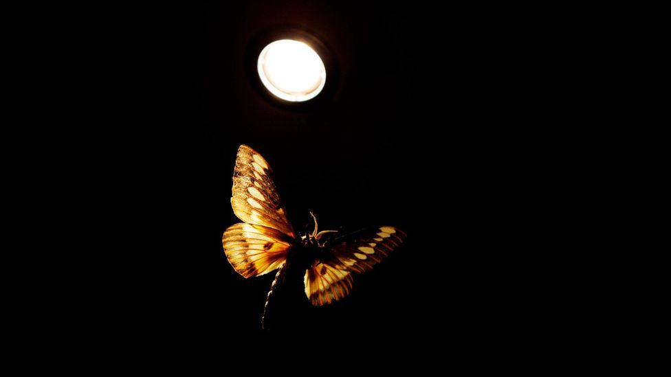 The question has eluded science for hundreds of years: why do insects flock to light at night? (Credit: Getty Images)