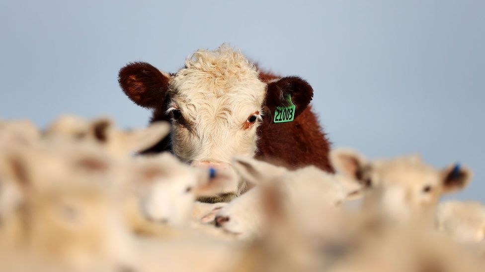 Cows at a dairy farm in New Zealand (Getty Images)