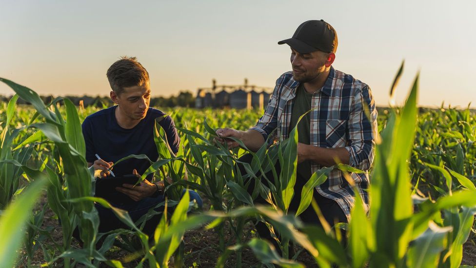 Two farmers using AI (Credit: Getty Images)