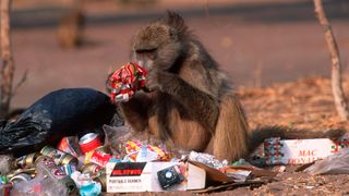 A baboon sorting through human rubbish (Credit: Alamy)